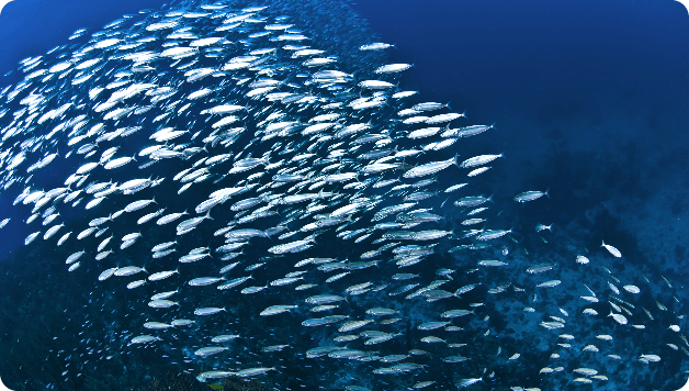 Sardines