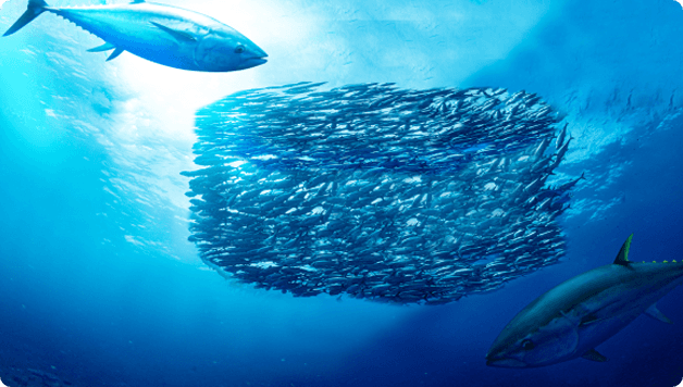Conserve de poisson - Thon
